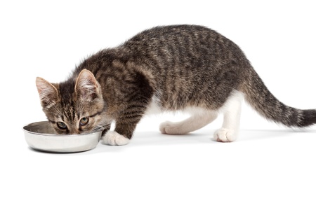 The small kitten drinks milk, is isolated on a white background The small kitten drinks milk, is isolated on a white background