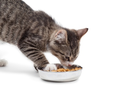 The striped kitten eats a dry feed, is isolated on a white background The striped kitten eats a dry feed, is isolated on a white background
