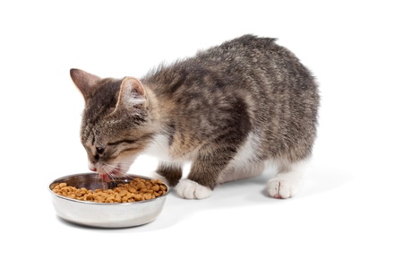 The striped kitten eats a dry feed, is isolated on a white background The striped kitten eats a dry feed, is isolated on a white background