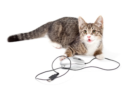 Young cat focus at computer mouse on white backgroundの写真素材