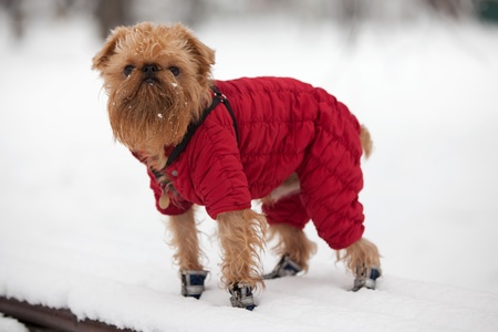 Dog of breed the brussels griffon  walks in the winter in a warm jacket and boots.の写真素材