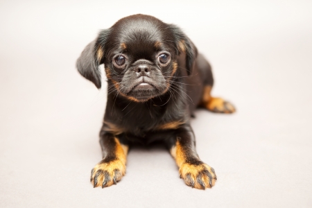 Little puppy of breed Griffon Brabanson, liesの写真素材