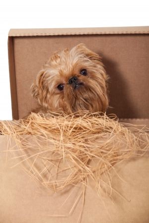 Dog breeds Bruxellois Griffon in a cardboard boxの写真素材
