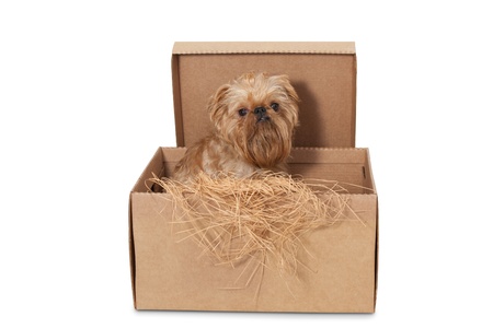 Dog breeds Brussels Griffon in a cardboard boxの写真素材