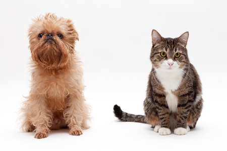 Cat and the dog breed Bruxellios Griffon on a white background