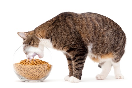 Striped, gray cat and a heap of dry foodの写真素材