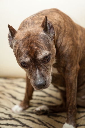 Staffordshire Terrier at home on the couch, sadnessの写真素材