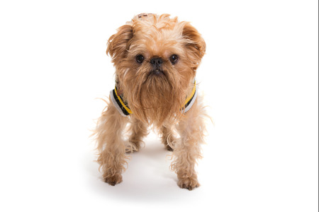 Dog breed Bruxellois Griffon, isolated on whiteの写真素材
