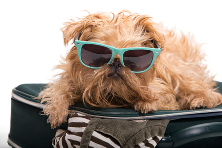 Dog ready for vacation, isolated on white backgroundの写真素材
