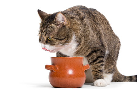 Hungry tabby cat eats with a clay pot, white backgroundの写真素材