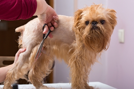 Haircut Brussels Griffon dog breed, dog stands stillの写真素材