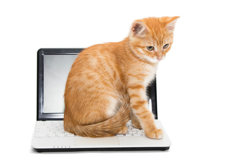 Orange striped kitten stretches standing on the laptopの写真素材
