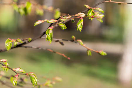 Spring in the Park, the trees new leavesの写真素材