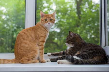 Red and grey cat sitting on the window sillの写真素材