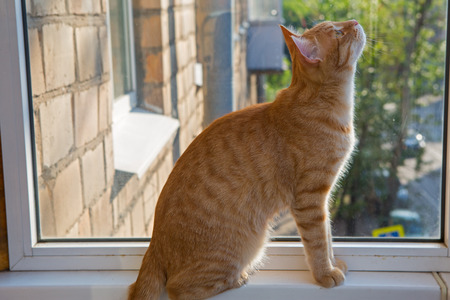 Red  cat sitting on the window sillの写真素材