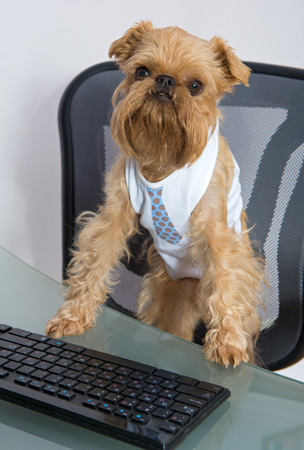 Dog breed Brussels Griffon, and the computerの写真素材