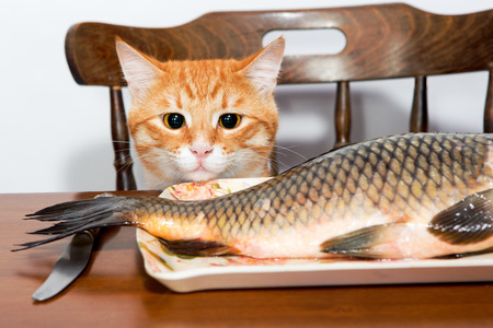 Orange cat and a big fish on a plateの写真素材
