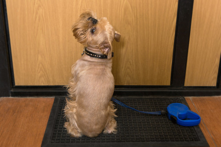Dog breed Brussels Griffon waiting for a walkの写真素材