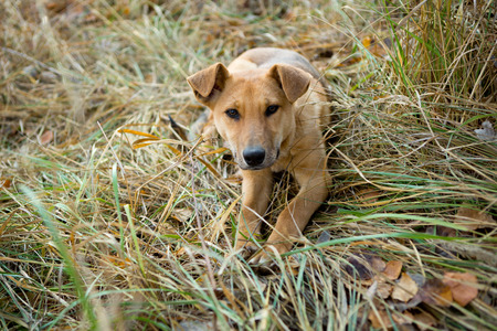 Brown dog lying on the grass in autumnの写真素材