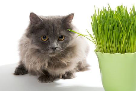 Persian kitten and a pot of green grass, isolated on whiteの写真素材