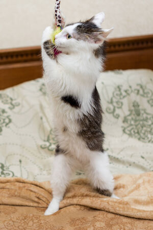 Domestic kitten plays with toy on the bedの写真素材
