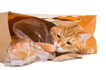 Red cat in a paper bag with the food, isolatedの写真素材
