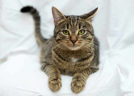 Beautiful grey cat on white background, not isolatedの写真素材