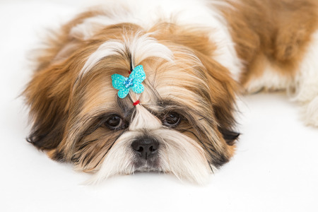 Shaggy puppy Shih Tzu lays on a white backgroundの写真素材