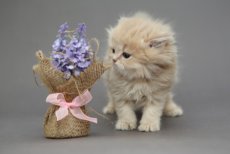 Little British kitten beige color and flower on a gray backgrounの写真素材