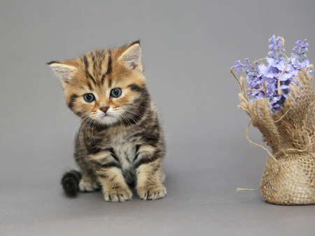 Little British kitten marble colors  and flower on a gray backgrounの写真素材