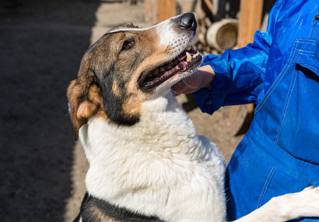Homeless dog from a shelter for animals and people