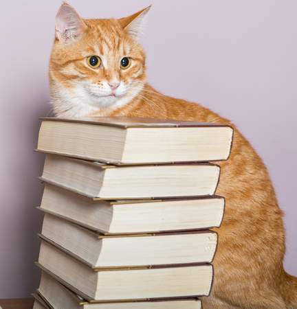 Orange striped cat looking at the books on the tableの写真素材