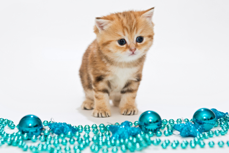 Red British kitten and Christmas toys blue colorの写真素材