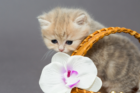 Little British kitten in a birch bark basketの写真素材
