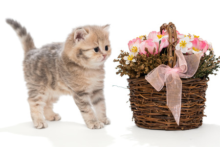 Small  kitten, a breed of British marble, stands near the basket of flowers, isolated on the whiteの写真素材