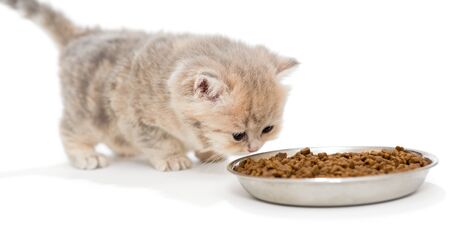 Little kitty eats dry food, isolated on whiteの写真素材
