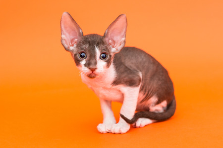 Kitten Cornish Rex with big ears, bright orange background