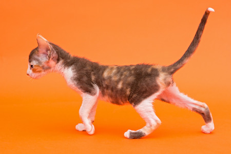 Kitten Cornish Rex side view, bright orange backgroundの写真素材