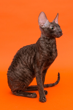 Cat Cornish Rex on a bright orange background