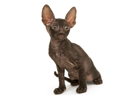 Small kitten brown Cornish Rex, isolated on white