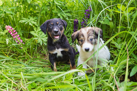 Two small dogs play in the tall grass