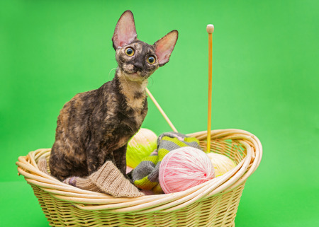 Cat Cornish Rex in the basket of knitting, on a green background