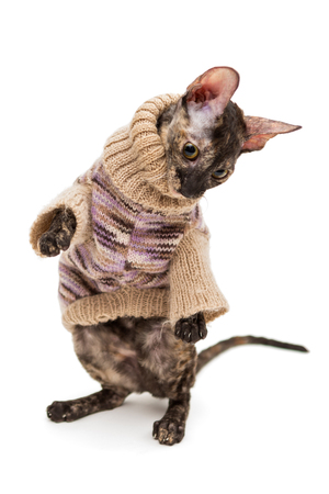 Cat breed Cornish Rex  in a warm sweater, isolated no whiteの写真素材