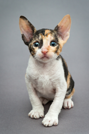 Small  kitten Cornish Rex cat on gray backgroundの写真素材
