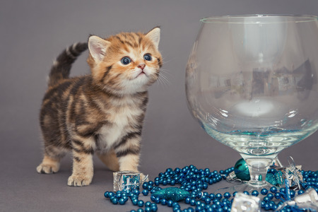 British kitten, large glass and Christmas toysの写真素材