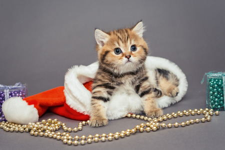 Little kitten British breed marble, sits in a Santa hat on gray backgroundの写真素材