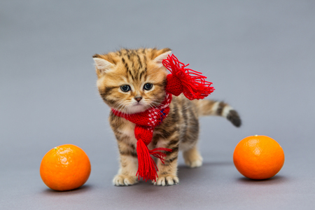 Little kitten British marble in a red scarf and a tangerineの写真素材