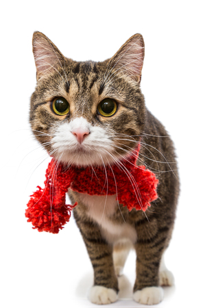 Gray cat in a red scarf isolated on white backgroundの写真素材