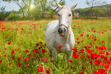 White horse grazing in a beautiful field among blooming poppiesの写真素材