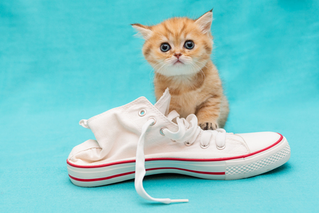 Red British kitten and white sneakers on a blue backgroundの写真素材